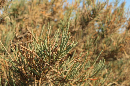 Arthrocaulon macrostachyum (syn. Sarcocornia fruticosa) â Amaranthaceaeの写真素材