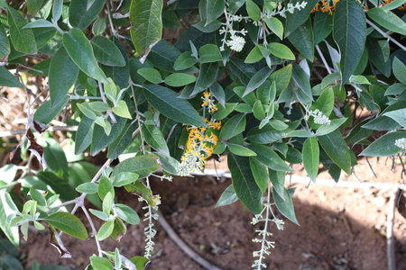 Madagascar sagewood, BuddlÃ©ie de Madagascar, Flieder, Albero delle farfalle, Gul buddleja,...