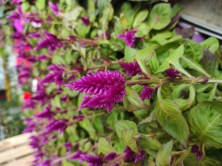 Silver Cockscomb, Dragon's Breath, Celosia argentea, Amaranthaceae