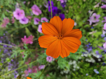 Mediterranean Calendula, Mediterranean Marigold, Star Calendula, Star Marigold, Soucis...