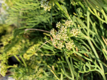 Rock Samphire, Sea fennel, Crithmum maritimum, Apiaceae