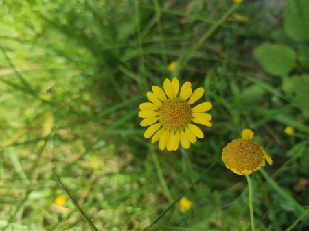 Dyer's Chamomile, Golden Marguerite, Cota tinctoria, Asteraceae