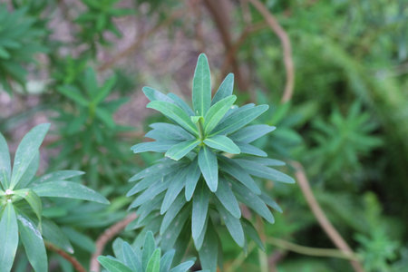 Woody spurge, Euphorbe arborescente, Euphorbia dendroides, Euphorbiaceae