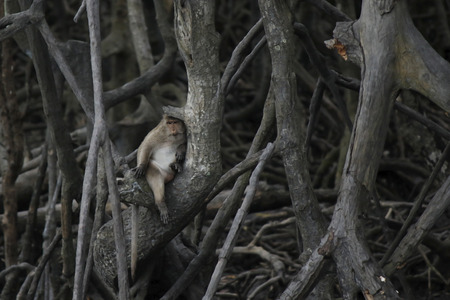 A monkey of Mangrove forest Thailand.の写真素材