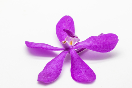 Violet orchid isolate on white background.の写真素材