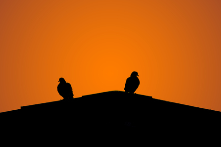 Silhouette of two doves on top of the roof.の写真素材