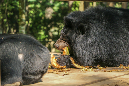 Black bears are eating coconuts in the area. Wildlife conservationの写真素材