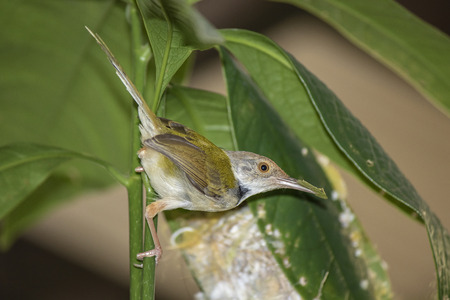 Common Tailor bird ( Orthotomus sutorius ) feeding the baby bird to the nest in the backの写真素材