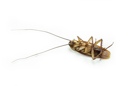 Close up dead cockroach isolate on white background.