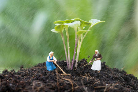 Close up of miniature garden with kale sprout growth on the soil and working in the rain.の写真素材