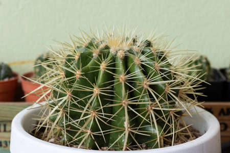 Close up cactus in white ceramic pot.の写真素材