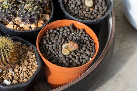 Small succulent plants in brown plastic pot and cactus in another pot.の写真素材