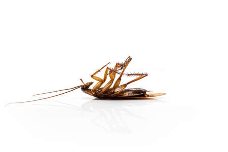 Close up a dead cockroach isolated on a white background.