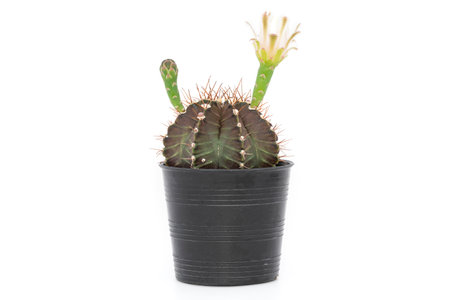 A small cactus (gymnocalycium) in black plastic pot on a white background.の写真素材