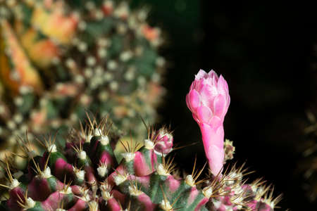 Beautiful colored cactus flowers blooming in the garden.の写真素材