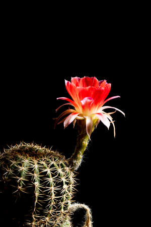 Beautiful colored lobivia cactus flowers blooming in the garden.の写真素材