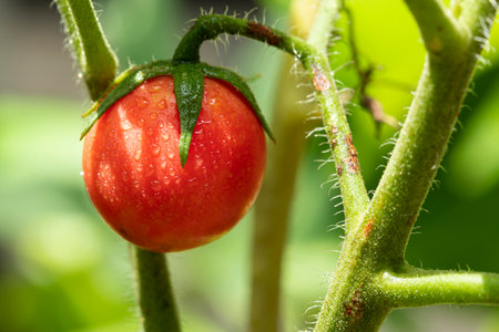 Red tomatoes stuck on tomato plants in the garden.の写真素材