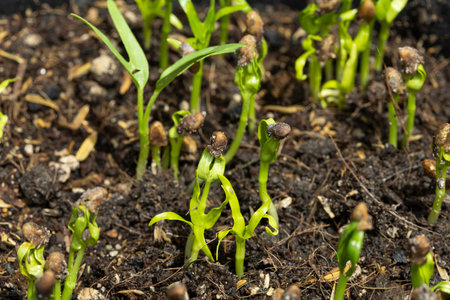 Morning glory sprouts are growing in the soil.の写真素材
