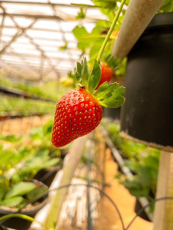 Close-up of a ripe strawberry hanging from a plant in a greenhouse, highlighting fresh and organic fruit cultivation.の写真素材