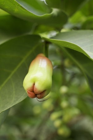 rose apple on treeの写真素材
