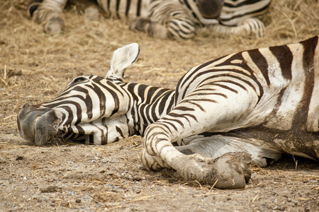 Zebra lying down in Kho Keaw national park, Thailandの写真素材