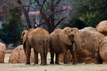 Two elephants grazingの写真素材