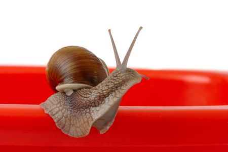 Big garden snail looking around for something, isolated over whiteの写真素材