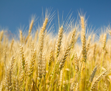 Ripe golden wheat on a blue skyの写真素材