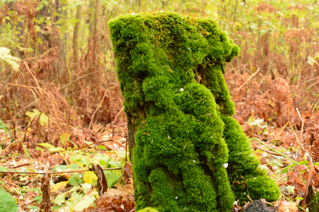 a tree stump in the forest under the moss, hail autumnの写真素材