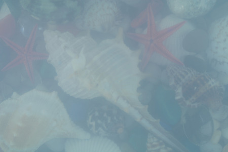 background clams abstraction starfish, background blurの写真素材