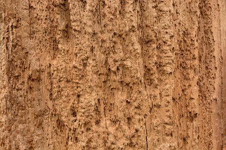 brown texture of rotten wood eaten by termites