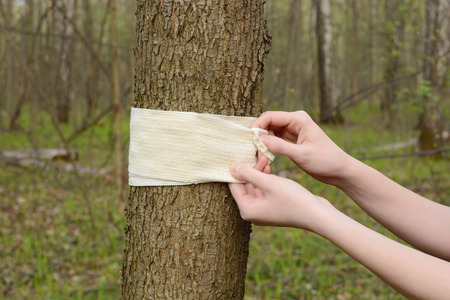 bandage wrapped around a tree in the woods female handsの写真素材