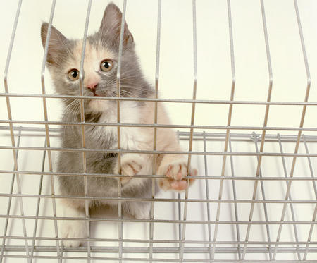Restriction of freedom of the cat. Kitten in a cage on a light backgroundの写真素材