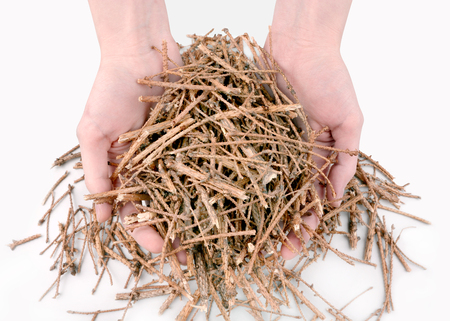 broken tree branches in the hands of a girl, environment protectionの写真素材