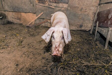 One dirty pig in the barn, looking straight. Unsanitary livestock conditionsの写真素材