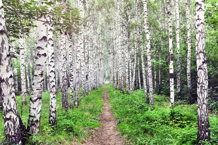Summer landscape with birch forest. White birch and green leaves. Trail in the middle of treesの写真素材