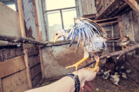 Young chicken sits on a manâs hand in an old chicken coop. Poultry farmの写真素材