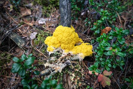 Yellow fungal mold in a wooded area. Kind of slimes (fuligo septica). Mushroom-like organism (Mycetozoa)の写真素材