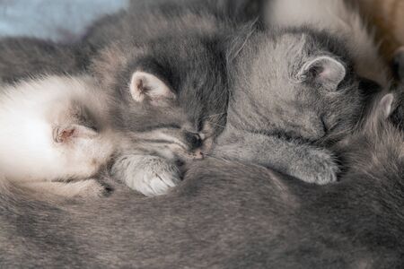 Mom cat feeds milk to small gray kittens. Sleeping fluffy kittensの写真素材