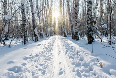 Winter birch forest lit by the sun at sunset. Ski Track. Glitter of snow on the branches in the...