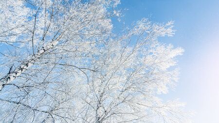 Winter landscape. Trees are covered with hoarfrost against the blue sky. Birches on a frosty bright dayの写真素材