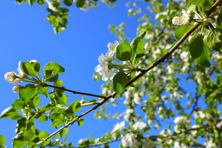 Blooming apple tree on a background of blue sky close-up. Gardens. Growing fruits in the country.の写真素材