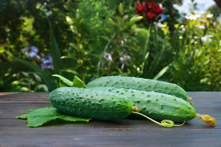 Fresh green cucumbers on a wooden table. Harvesting in a rural areaの写真素材