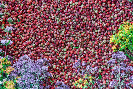 Ripe wild strawberries and fresh medicinal herbs (Origanum, Hypericum, LeonÃºrus). Small ripe red...