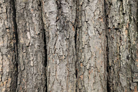 Tree trunks with bark are arranged in a row. Wood background