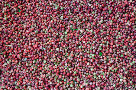 Ripe forest strawberries. Small ripe red berries backgroundの写真素材