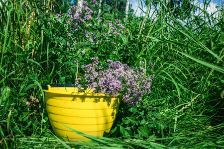 Medicinal herb, collected in a yellow bucket against a background of green grass. Oregano ordinary. For brewing medicinal tea.の写真素材