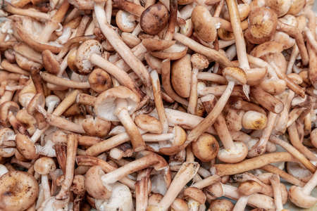 Edible forest Honey mushrooms. These mushrooms grow on birches, stumps in mixed forests. Harvested...