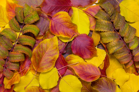 Autumn fallen leaves of rowan, birch and pear. Bright colors, yellow and red. Multicolored...