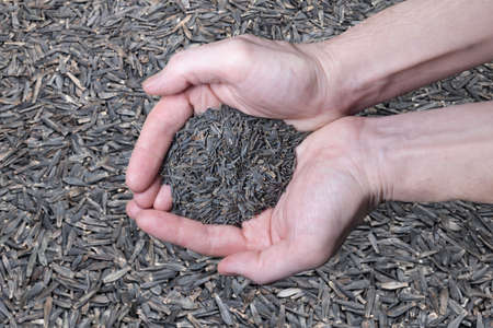 Dahlia flower seeds in male hands. Preparing for planting or storage. A genus of perennial...